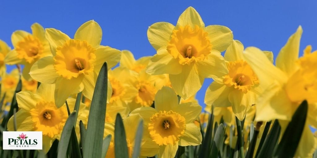 daffodil