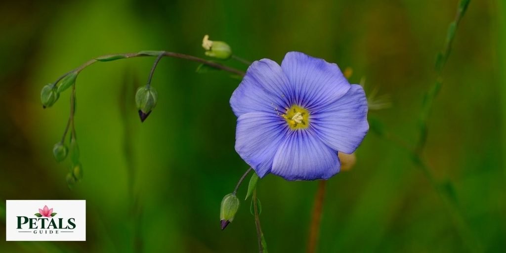 flax flower