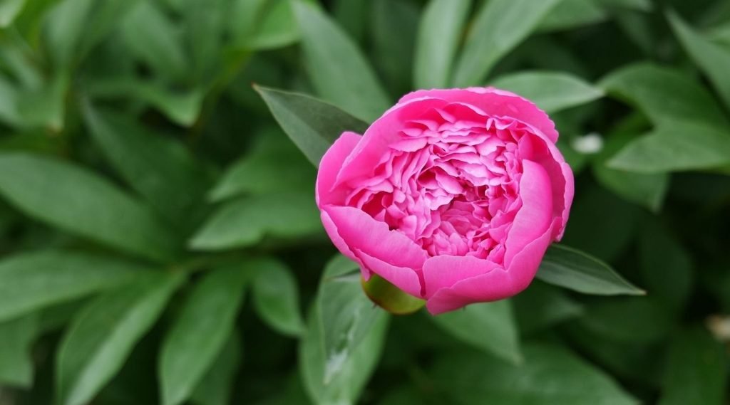 Peony