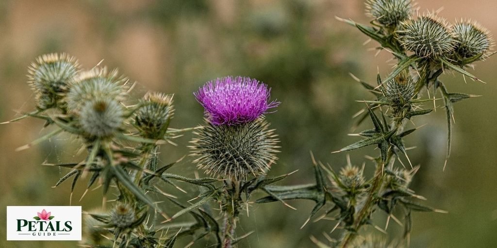thistle