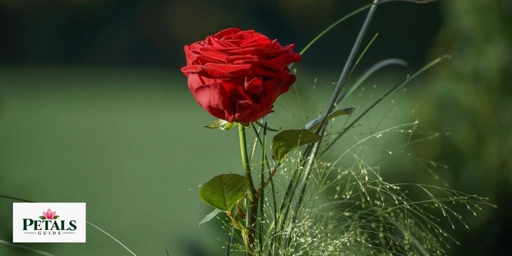 National Flowers of United Kingdom