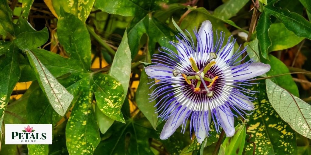 National flower of Paraguay