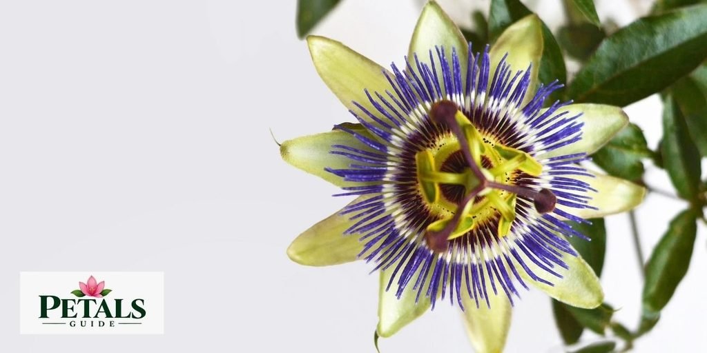 blue passion Flower