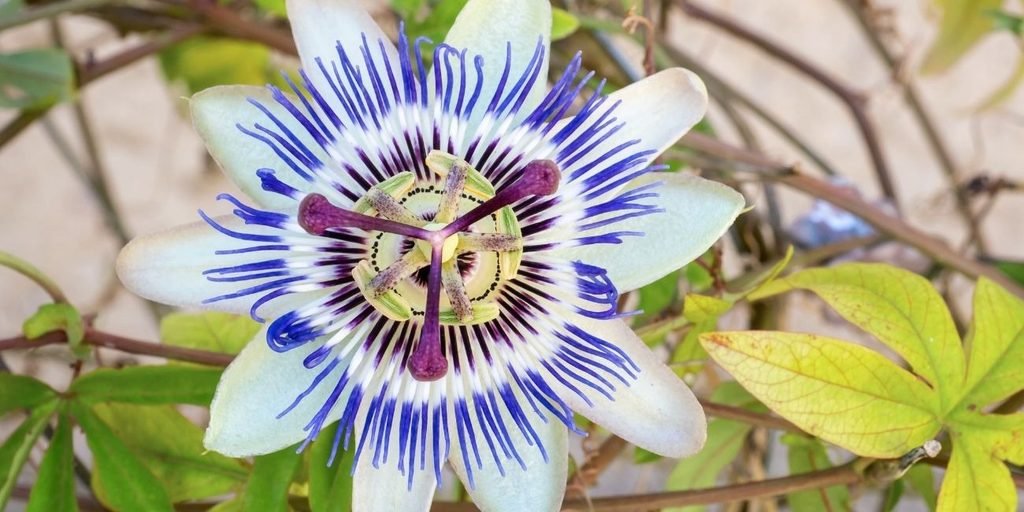 National Flower of Paraguay
