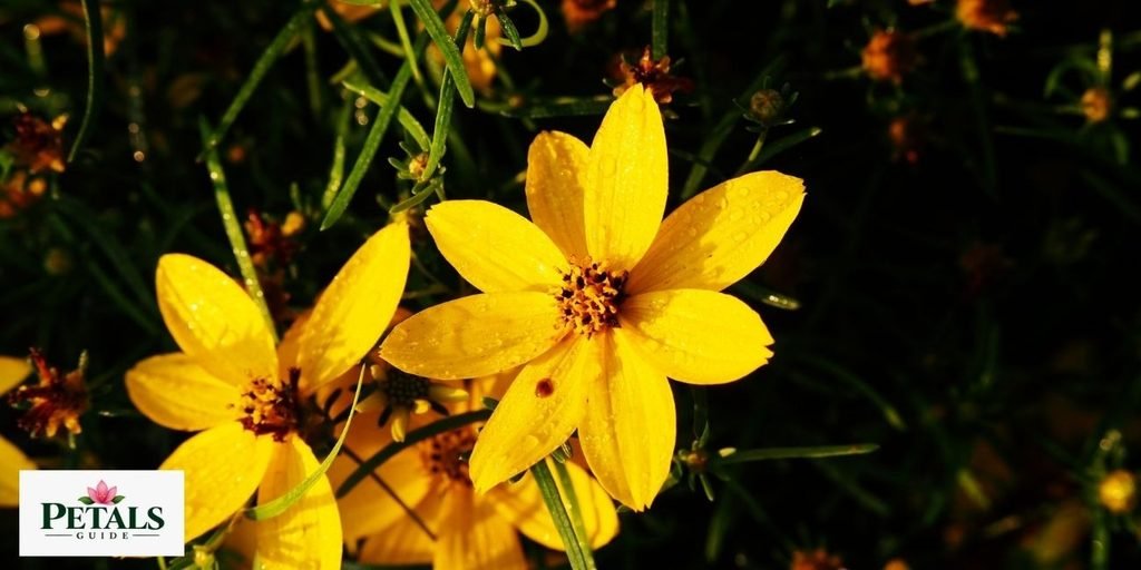 flowers that start with Z