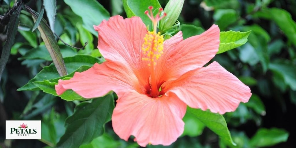 flowers that start with K