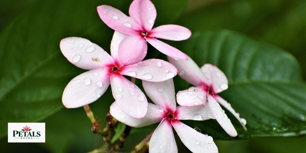 flowers that start with K