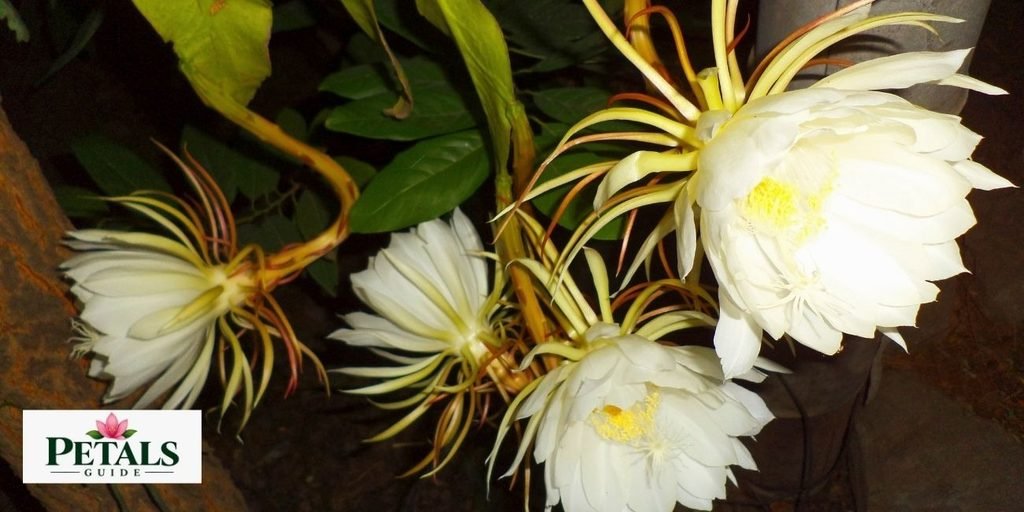Kadupul