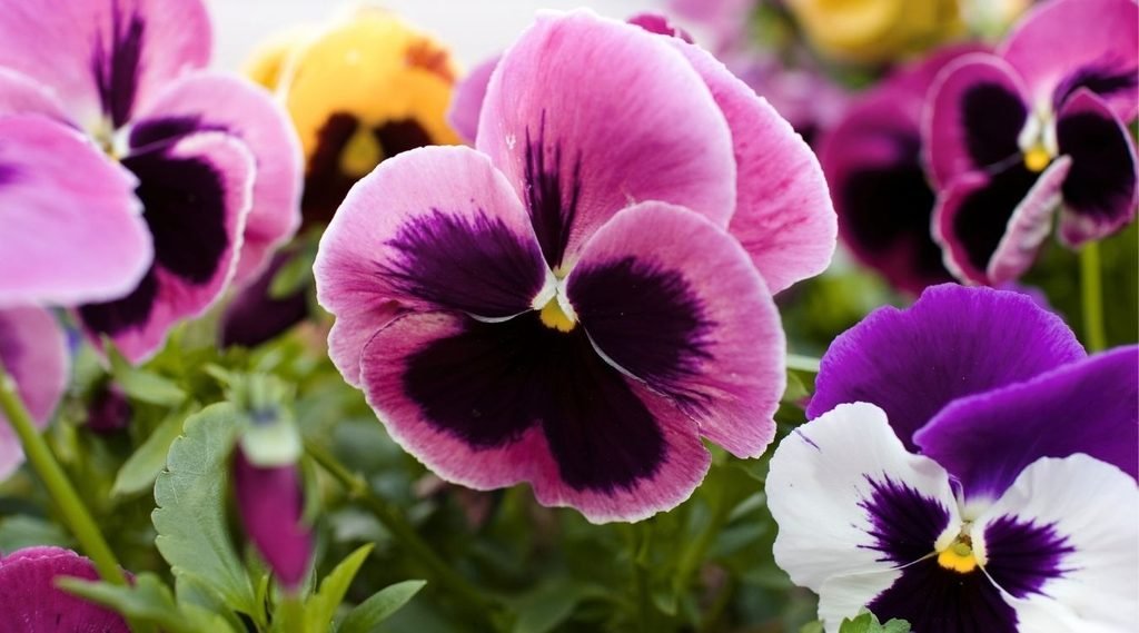 Pansy