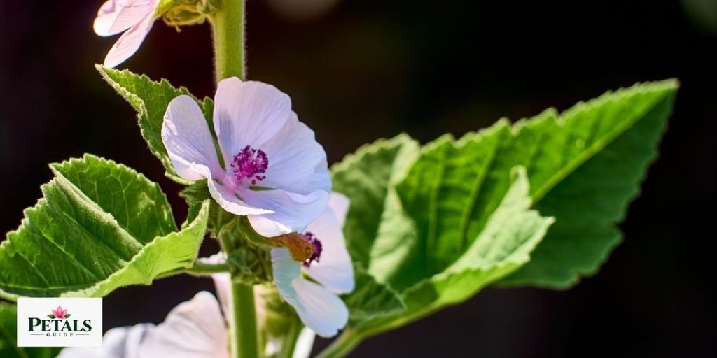 Kitaibelia 