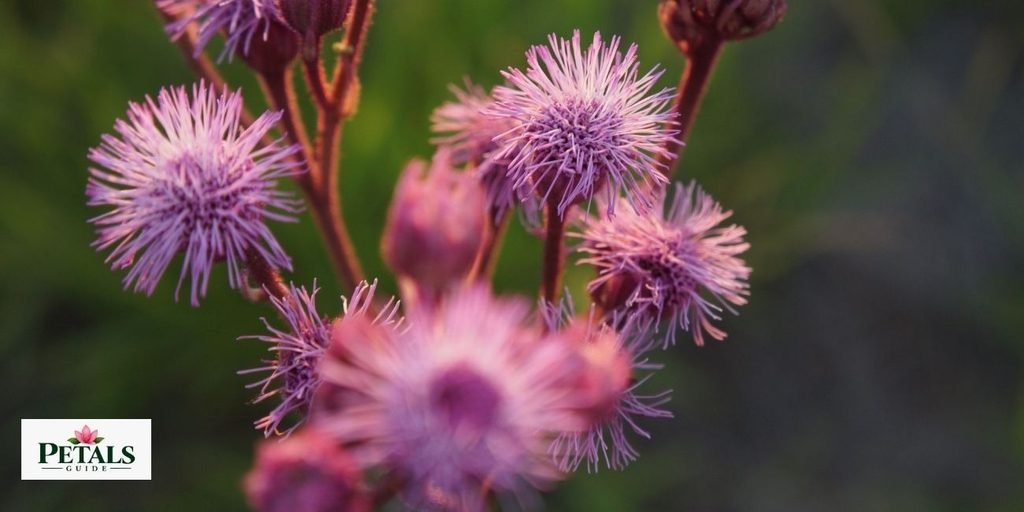 Kunzea