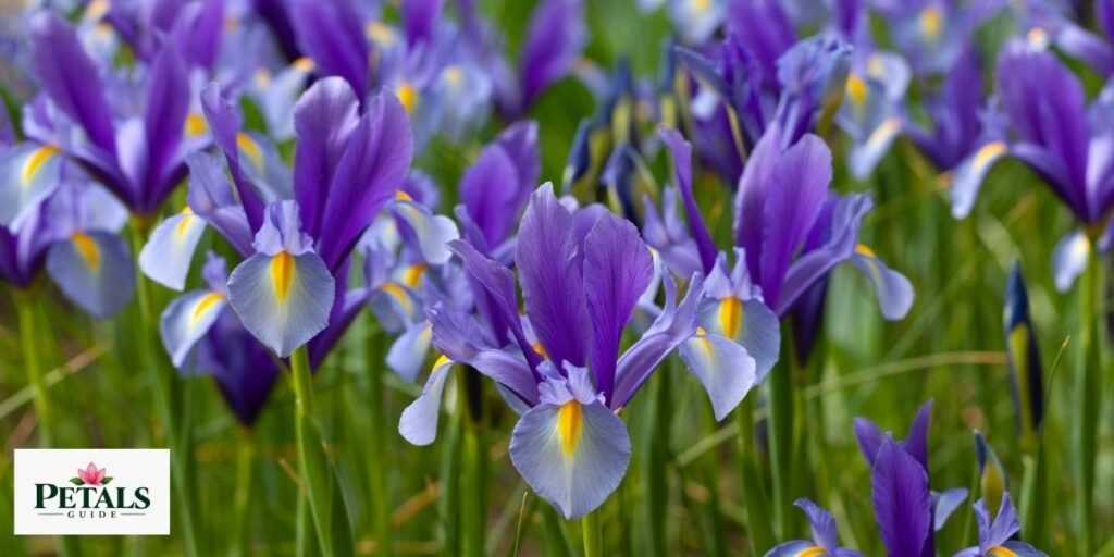 The Iris