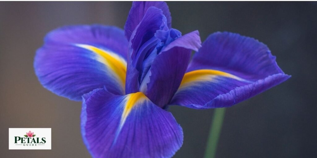 National Flower of France