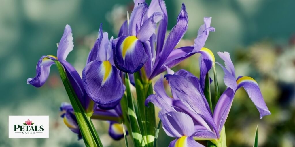 The Iris