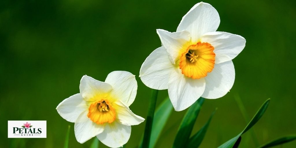 Daffodils