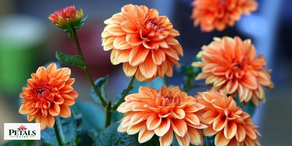 flowers that start with d