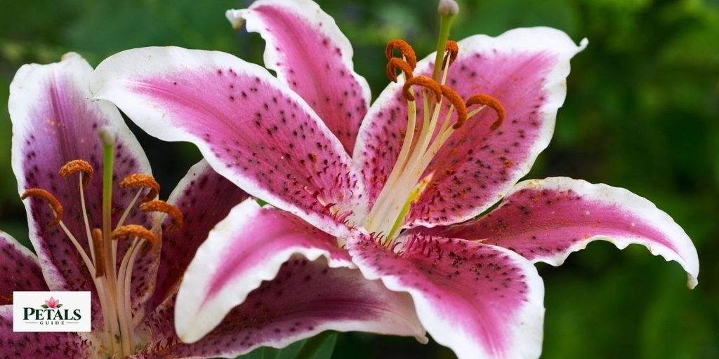 Flowers That Start With D