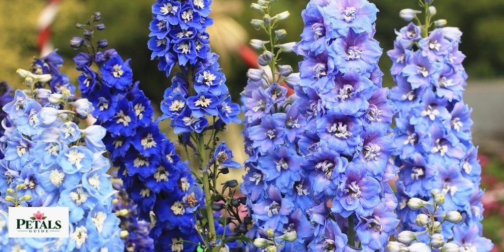 Delphinium