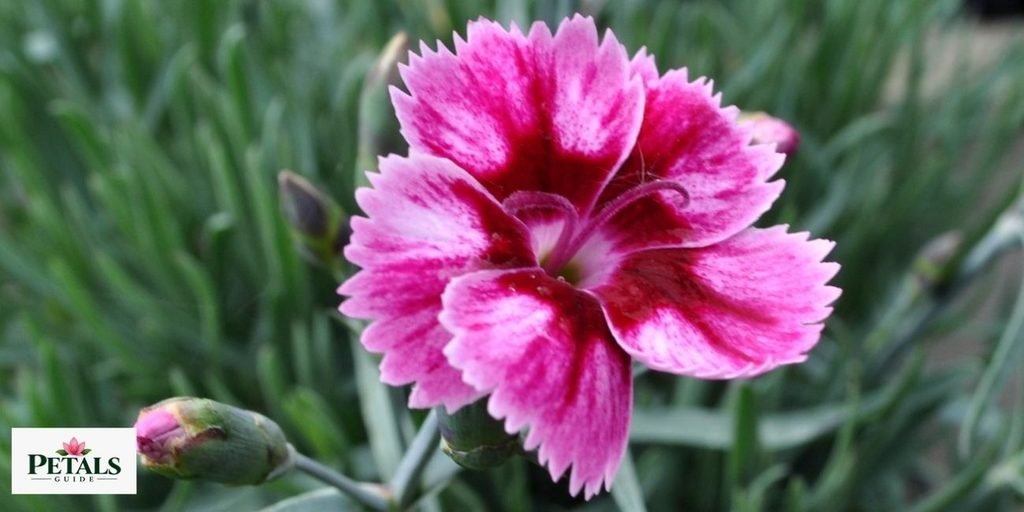 Dianthus