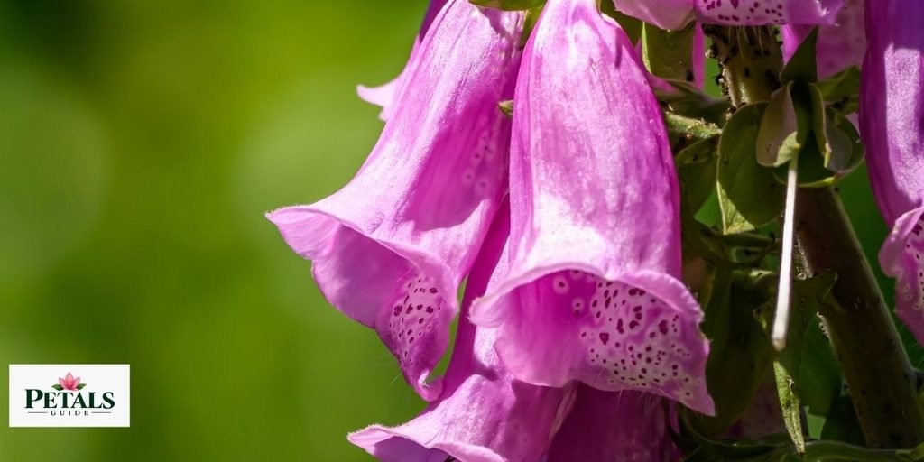 Digitalis (Foxglove)