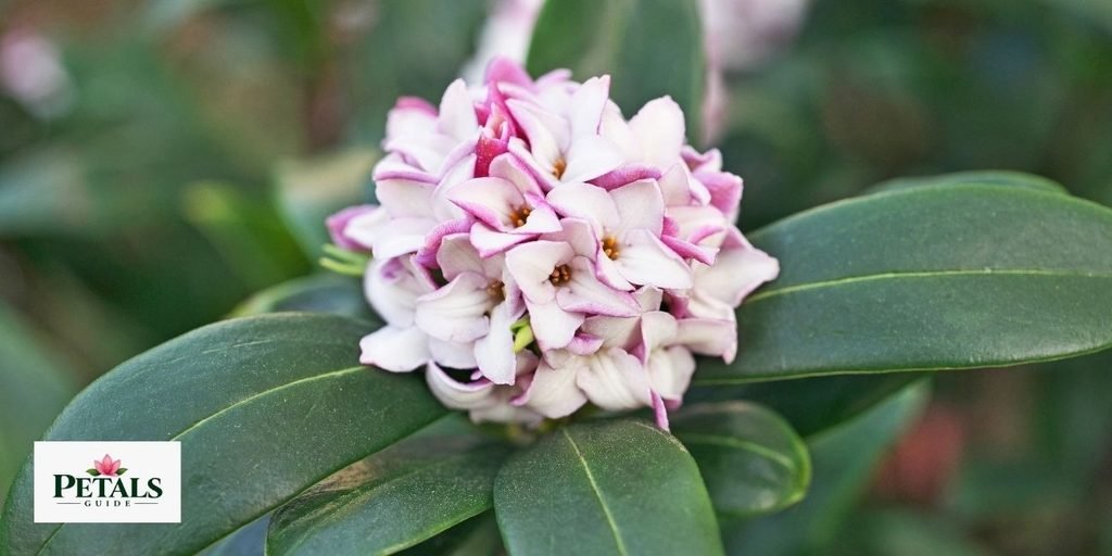 Daphne