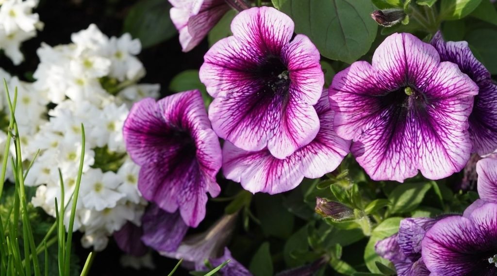 Petunia
