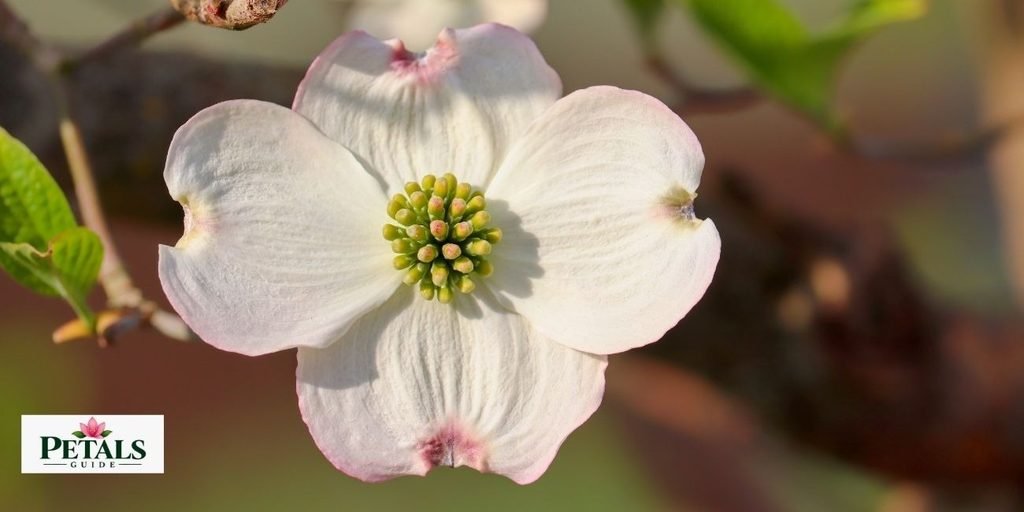Dogwood