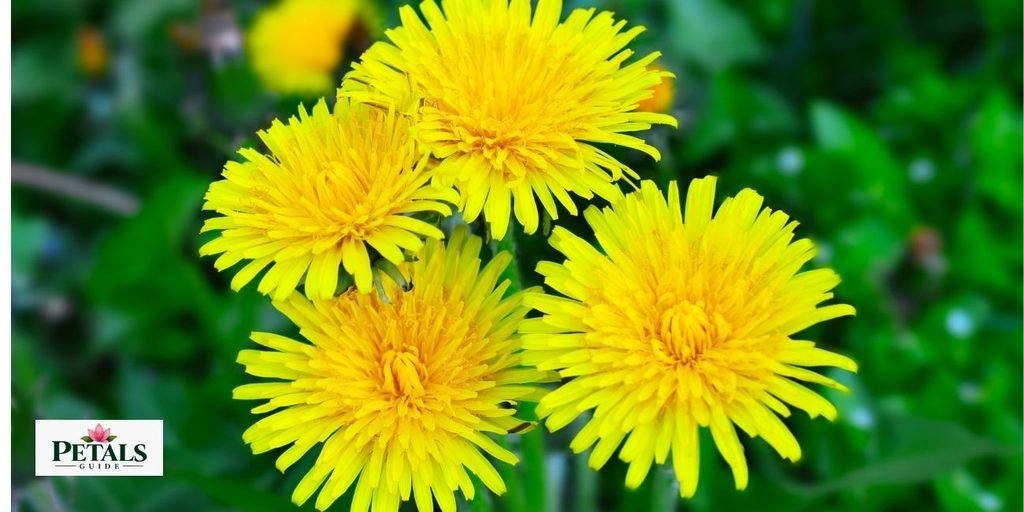 Dandelion