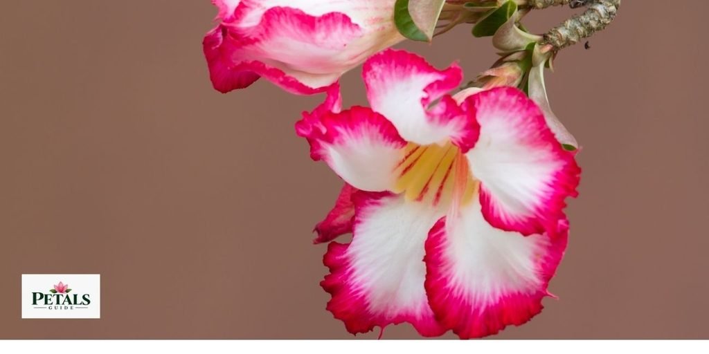 Flowers That Start With D