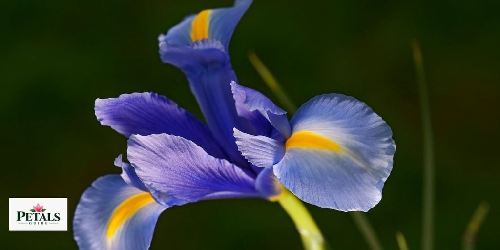  Dutch Iris