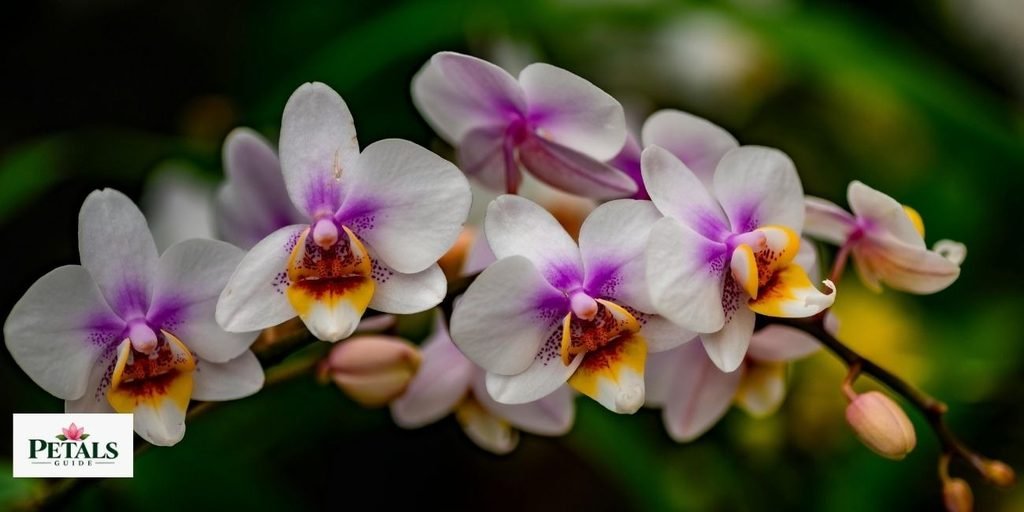 National Flower of Honduras