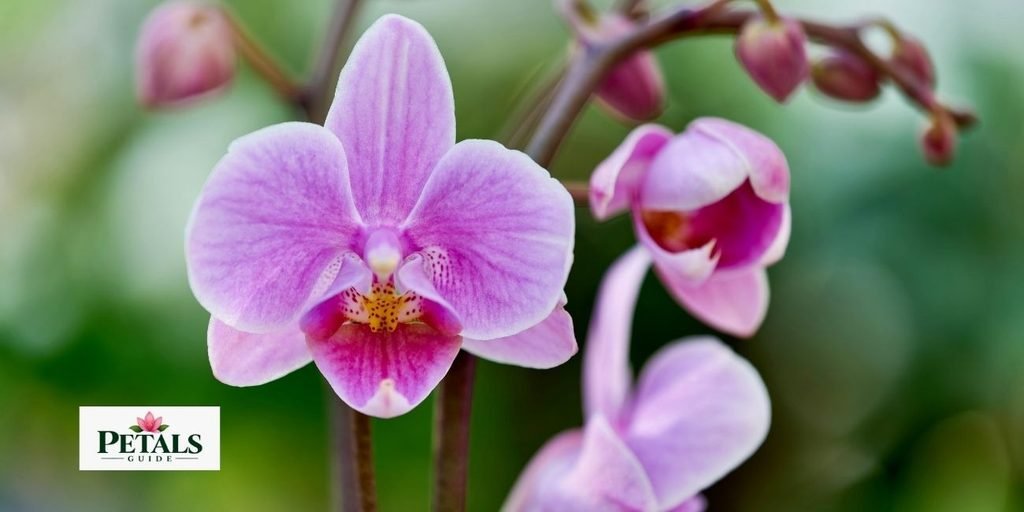 Rhyncholaelia Digbyana orchid,