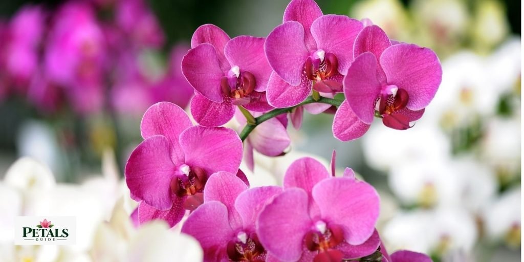 Orchid,