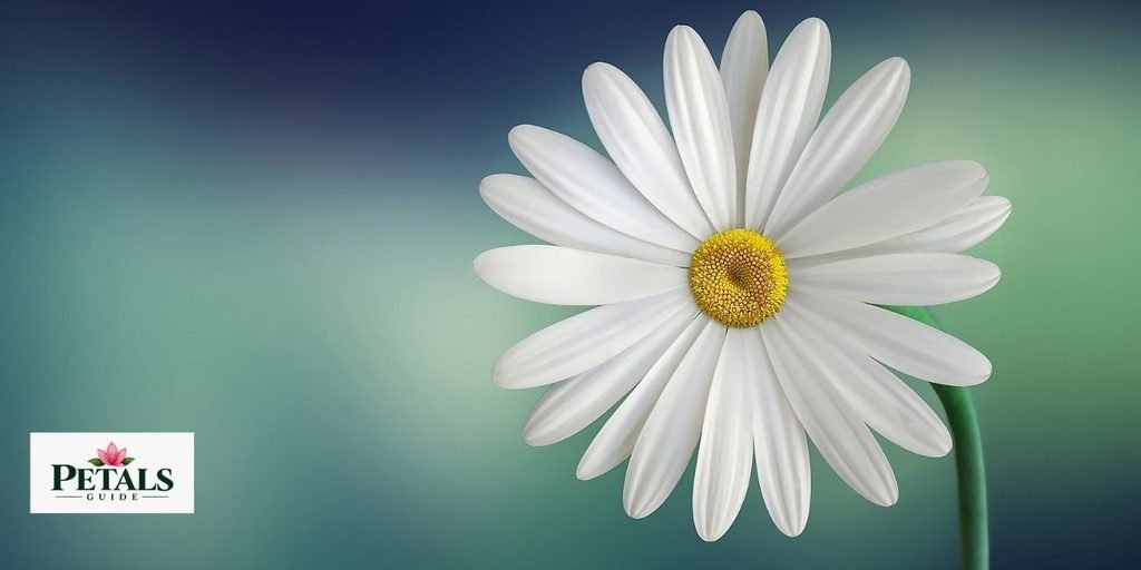 daisy