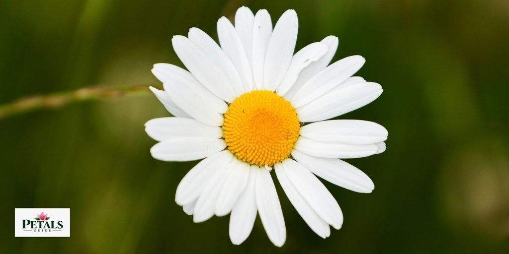 Denmark National Flower