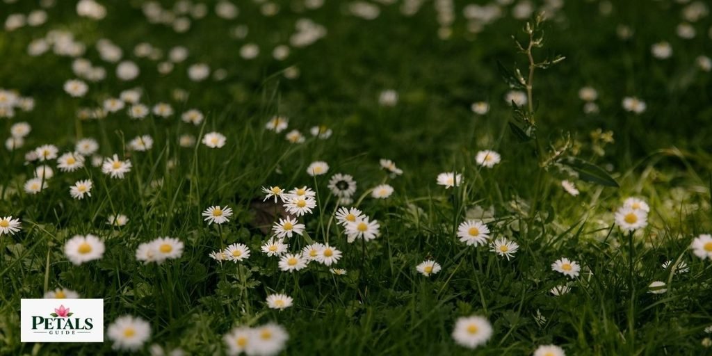 Daisy