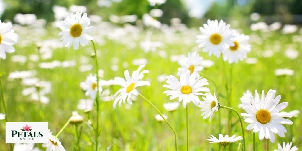 Denmark National Flower