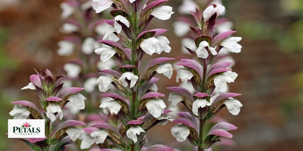 national flower of Greece
