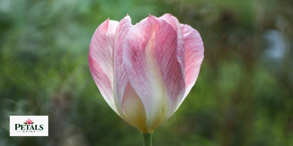 pink tulip
