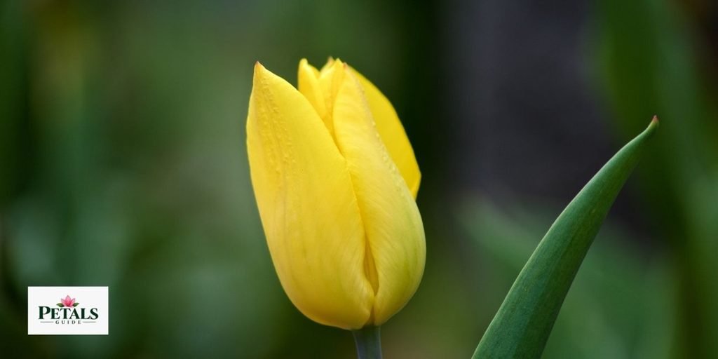 yellow tulip