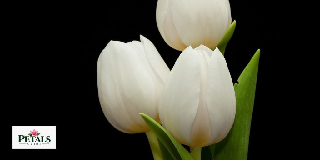white tulip