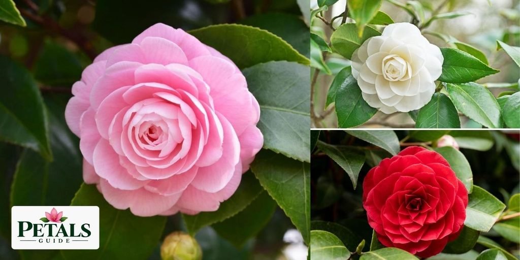 Beautiful Camellia Flowers