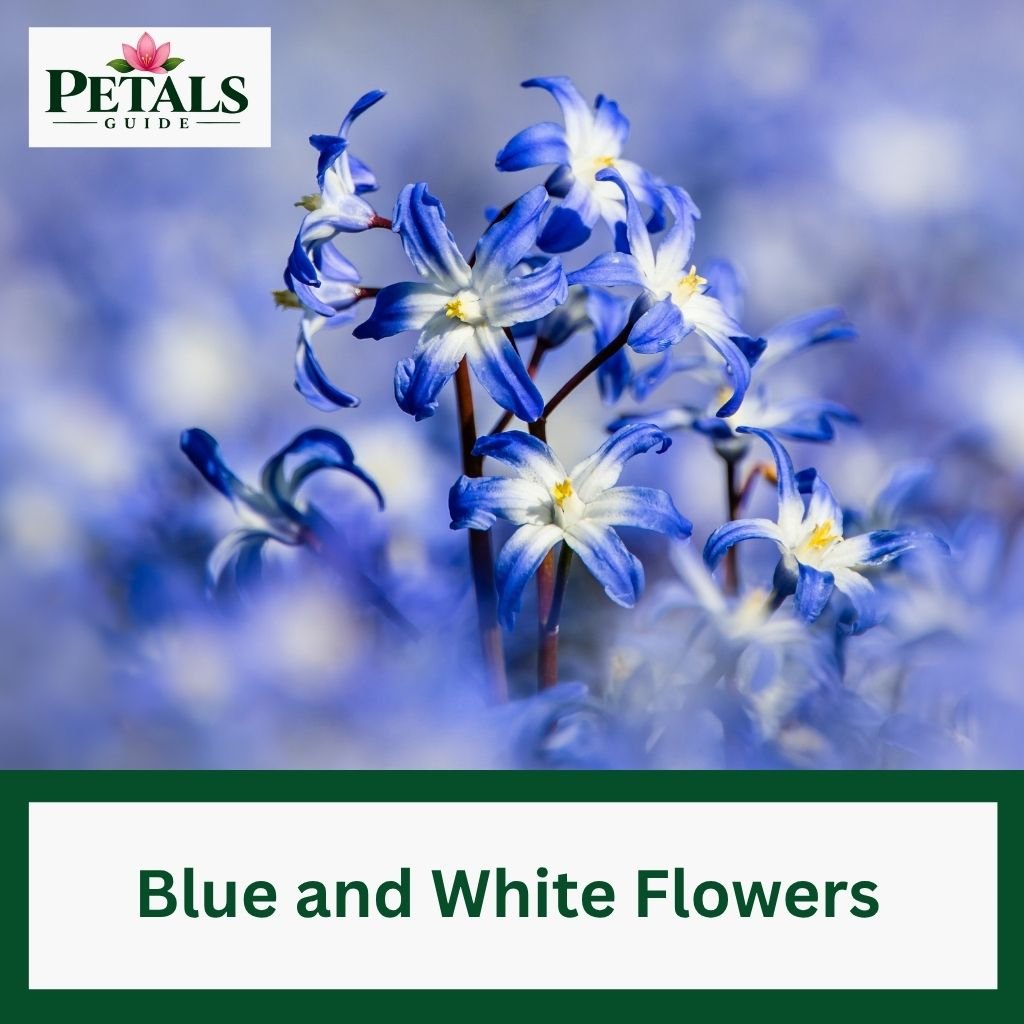 Blue and White Flowers