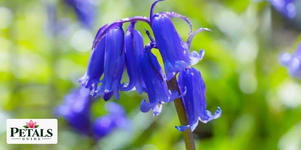 Bluebell 
