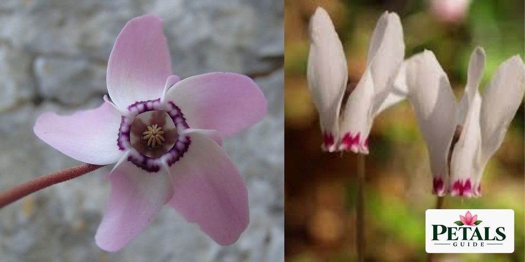Lebanon Cyclamen Flowers