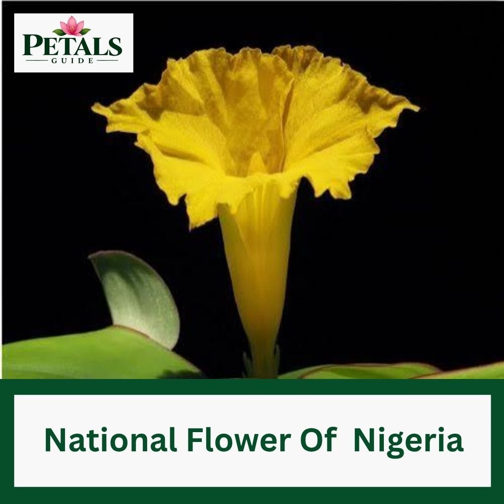 National Flower Of Nigeria