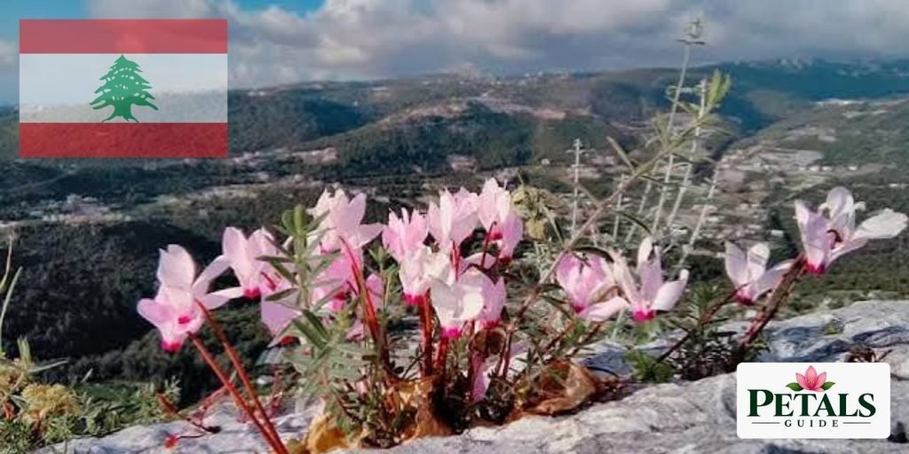 Lebanon Cyclamen- the national flower of Lebanon
