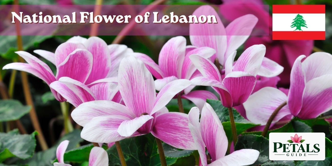 National Flower of Lebanon