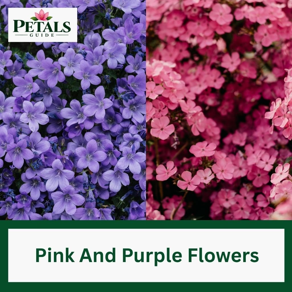 Spectacular Pink And Purple Flowers