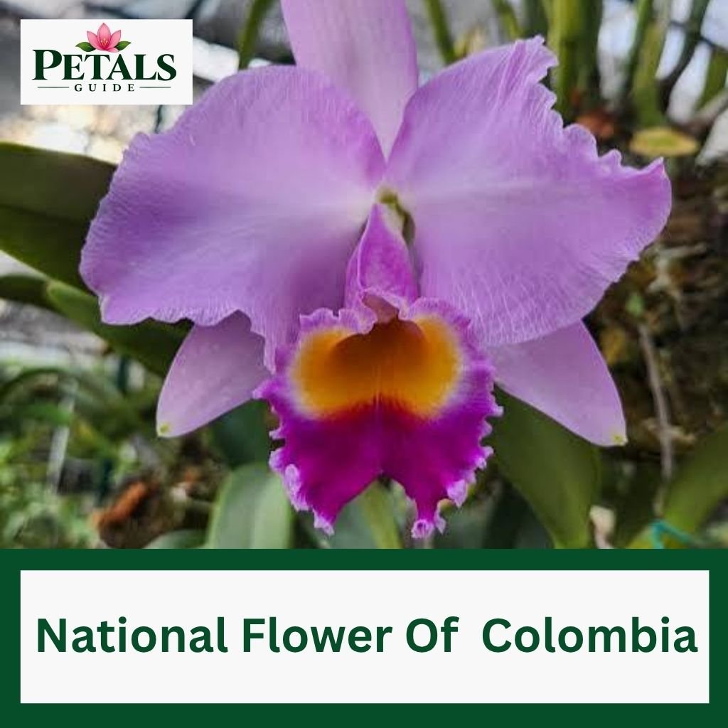 The National Flower Of Colombia